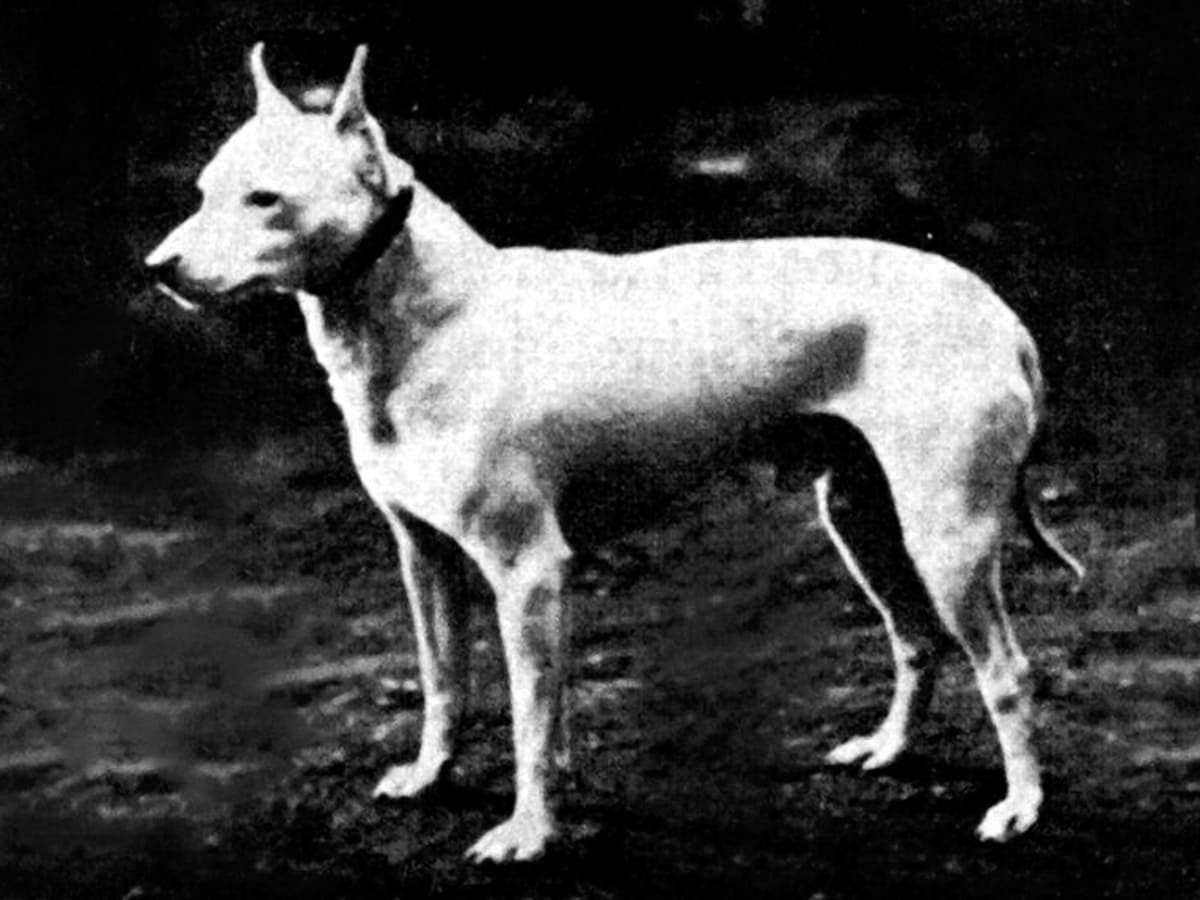 Historische Darstellung eines English White Terrier